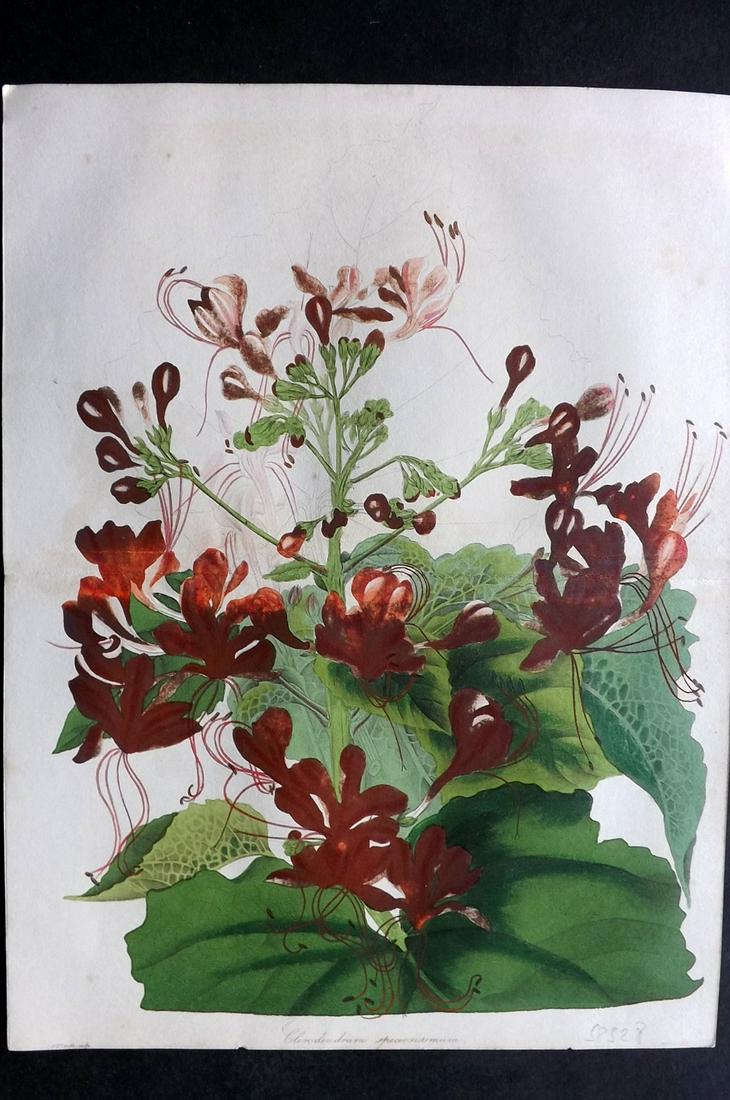 Paxton, Joseph 1835 Double Botanical. Clerodendrum: Hand Colored Etching Published 1834-49, London for "Paxton's Magazine of Botany" by Joseph Paxton. With accompanying descriptive text. Centre fold as published. Paper Size: 12 x 9 inch (31 x 23cm) Min