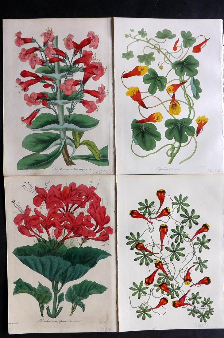 Paxton, Joseph 1835 Lot of 4 HCol Botanical Prints (1 of 2)