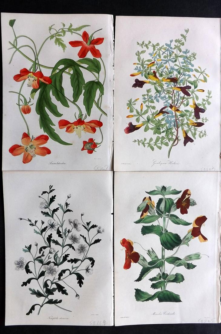 Paxton, Joseph 1835 Lot of 4 HCol Botanical Prints: Hand Colored Etchings Published 1834-49, London for "Paxton's Magazine of Botany" by Joseph Paxton. With accompanying descriptive text. Paper Size: 9 x 6 inch (23 x 15cm) Good Condition
