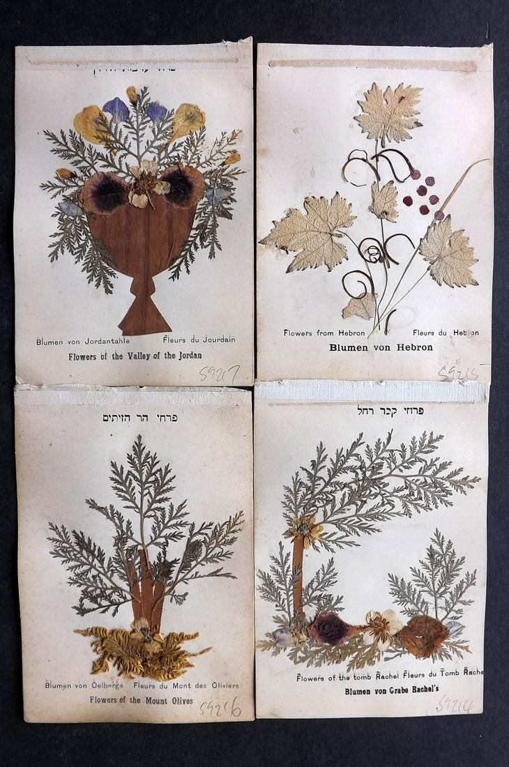 Pressed Flowers C1900 Lot of 4 Samples. Holy Land (1 of 2)