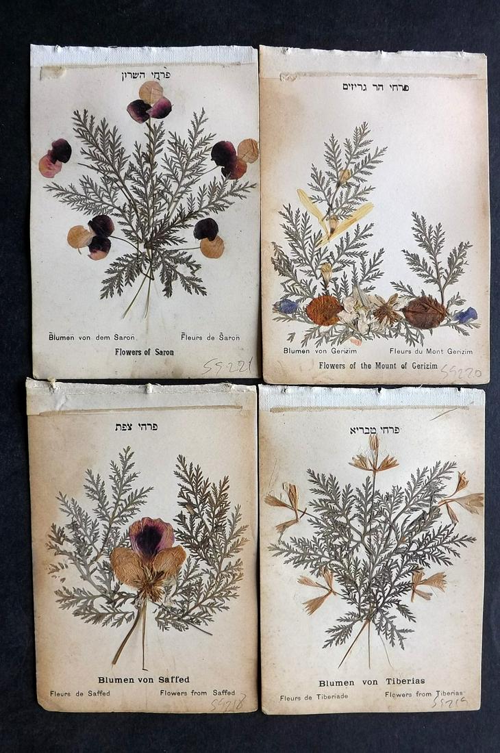 Pressed Flowers C1900 Lot of 4 Samples. Holy Land (1 of 2)
