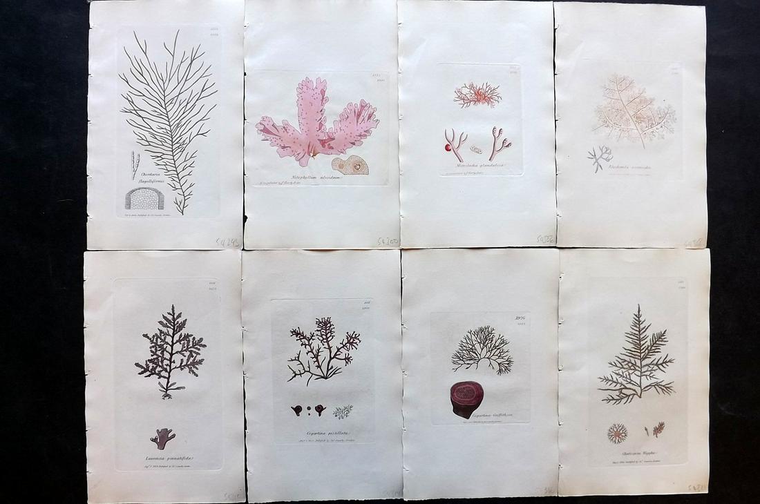 Sowerby, James C1840 Lot of 8 Hand Col Seaweed Prints: Full Hand Colored Etchings Published London, 1832-46 for "English Botany; or, Coloured Figures of British Plants…" Second Edition by James Sowerby and Edward Smith. Paper Size: 9 x 5.5 inch (23 x 14