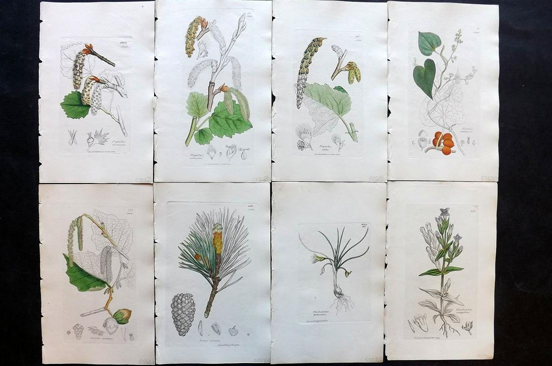 Sowerby, James C1840 Lot of 8 Part HCol Botanical Print: Partial Hand Colored Etchings only (As issued) Published London, 1832-46 for "English Botany; or, Coloured Figures of British Plants…" Second Edition by James Sowerby and Edward Smith. Paper Size: 9
