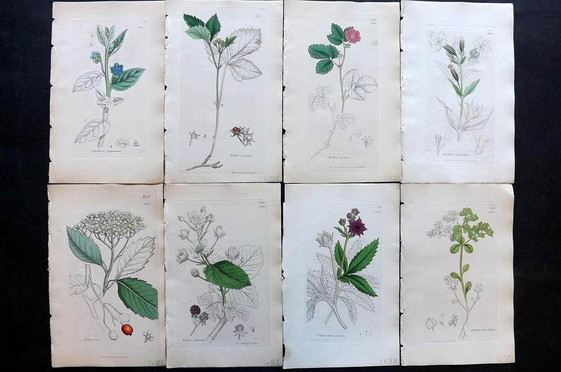Sowerby, James C1840 Lot of 8 Part HCol Botanical Print: Partial Hand Colored Etchings only (As issued) Published London, 1832-46 for "English Botany; or, Coloured Figures of British Plants…" Second Edition by James Sowerby and Edward Smith. Paper Size: 9