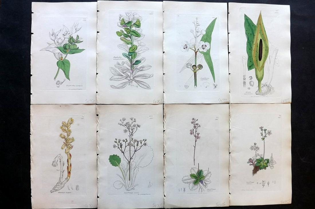 Sowerby, James C1840 Lot of 8 Part HCol Botanical Print: Partial Hand Colored Etchings only (As issued) Published London, 1832-46 for "English Botany; or, Coloured Figures of British Plants…" Second Edition by James Sowerby and Edward Smith. Paper Size: 9