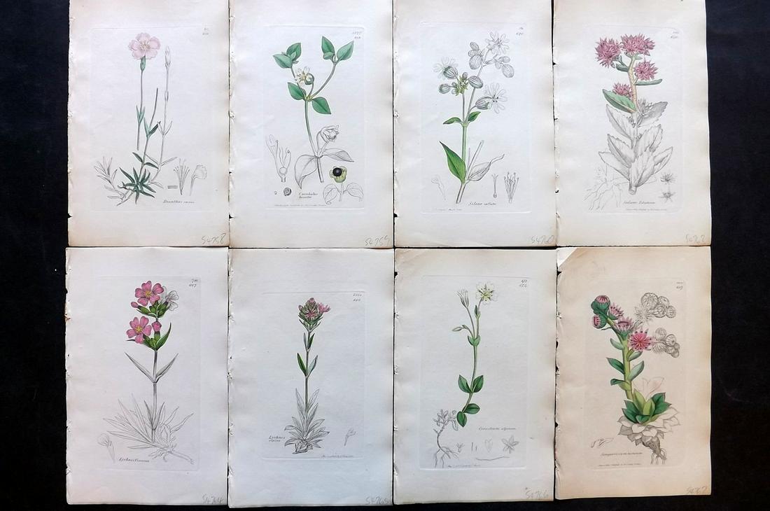 Sowerby, James C1840 Lot of 8 Part HCol Botanical Print: Partial Hand Colored Etchings only (As issued) Published London, 1832-46 for "English Botany; or, Coloured Figures of British Plants…" Second Edition by James Sowerby and Edward Smith. Paper Size: 9