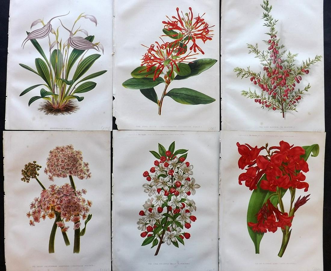 The Garden 1879 Lot of 6 Botanical Prints: Chromolithographs Published 1872-1927, London for "The Garden. An Illustrated Weekly Journal of Horticulture in all its Branches" Edited by William Robinson and others. Paper Size: 11.5 x 9 inch (29 x