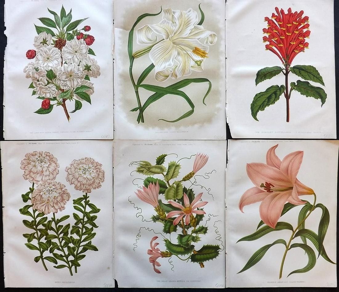 The Garden 1879 Lot of 6 Botanical Prints: Chromolithographs Published 1872-1927, London for "The Garden. An Illustrated Weekly Journal of Horticulture in all its Branches" Edited by William Robinson and others. Paper Size: 11.5 x 9 inch (29 x