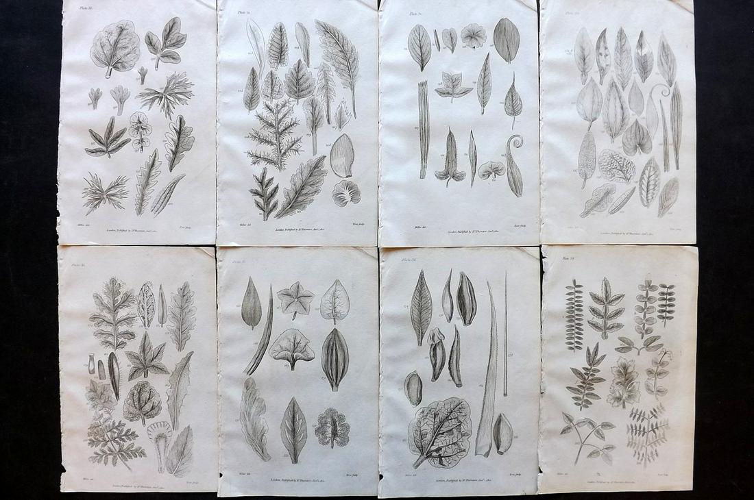Thornton, Robert 1812 Lot of 8 Botanical Prints: Copper Plates Published 1812, London for "Elements of Botany" by Dr. Robert John Thonton. Paper Size: 9.5. x 6 inch (24 x 15cm) Good Condition