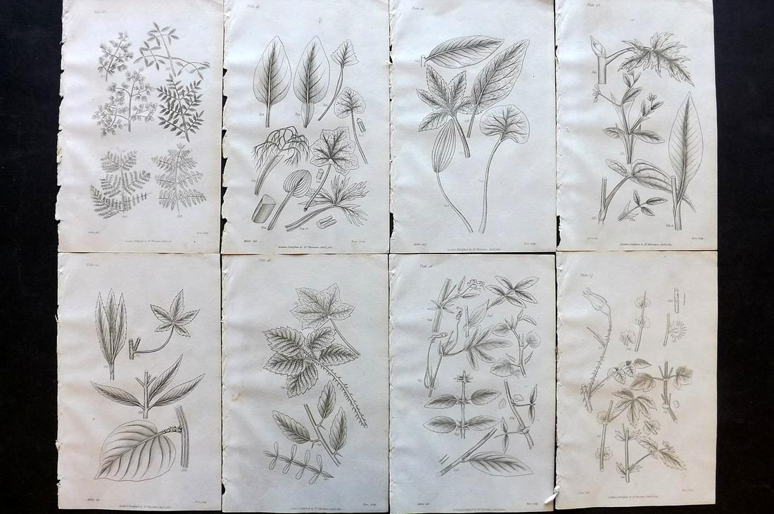 Thornton, Robert 1812 Lot of 8 Botanical Prints: Copper Plates Published 1812, London for "Elements of Botany" by Dr. Robert John Thonton. Paper Size: 9.5. x 6 inch (24 x 15cm) Good Condition