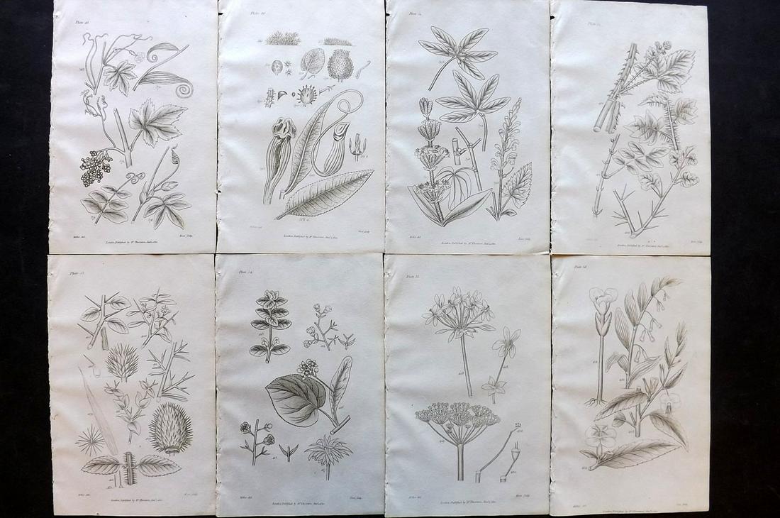 Thornton, Robert 1812 Lot of 8 Botanical Prints: Copper Plates Published 1812, London for "Elements of Botany" by Dr. Robert John Thonton. Paper Size: 9.5. x 6 inch (24 x 15cm) Good Condition