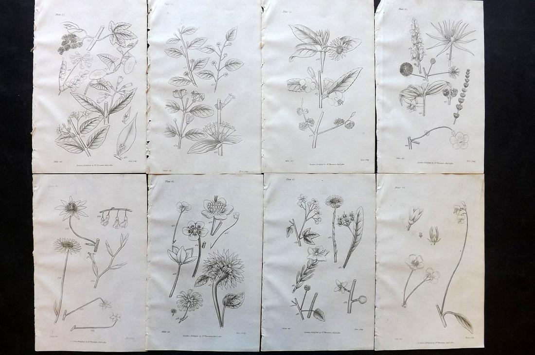Thornton, Robert 1812 Lot of 8 Botanical Prints: Copper Plates Published 1812, London for "Elements of Botany" by Dr. Robert John Thonton. Paper Size: 9.5. x 6 inch (24 x 15cm) Good Condition