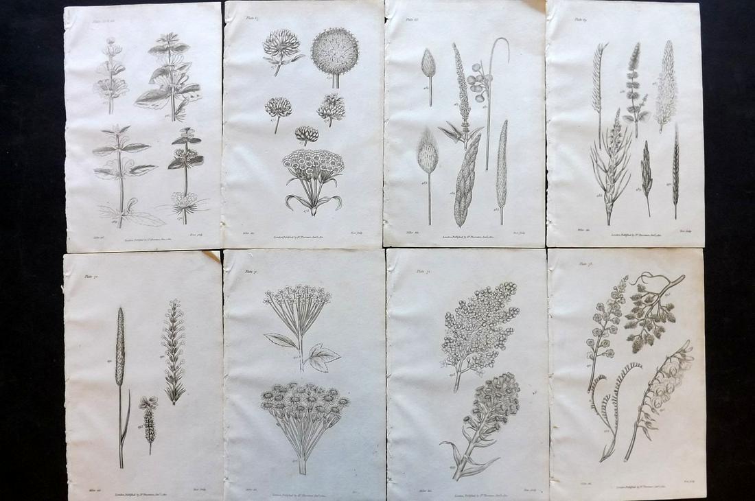 Thornton, Robert 1812 Lot of 8 Botanical Prints: Copper Plates Published 1812, London for "Elements of Botany" by Dr. Robert John Thonton. Paper Size: 9.5. x 6 inch (24 x 15cm) Good Condition