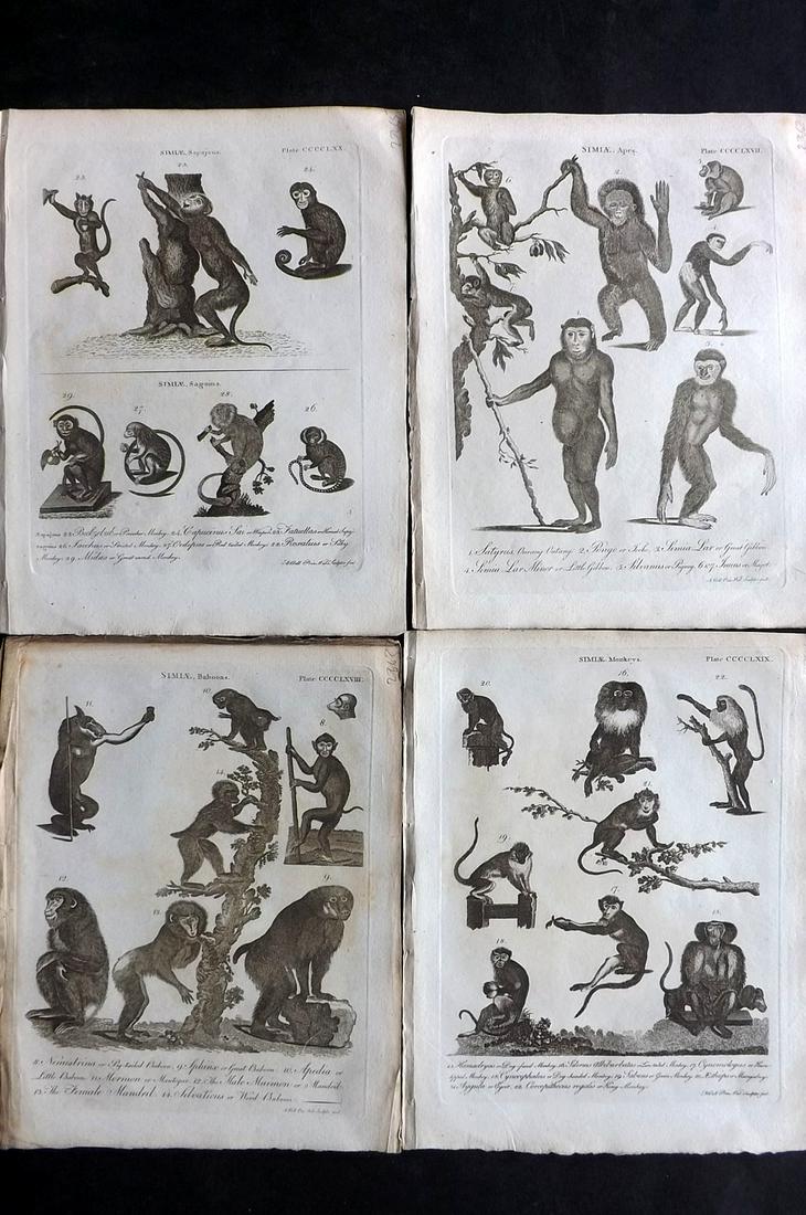 Encyclopaedia Britannica C1790 Lot of 4 Monkey Prints (1 of 2)