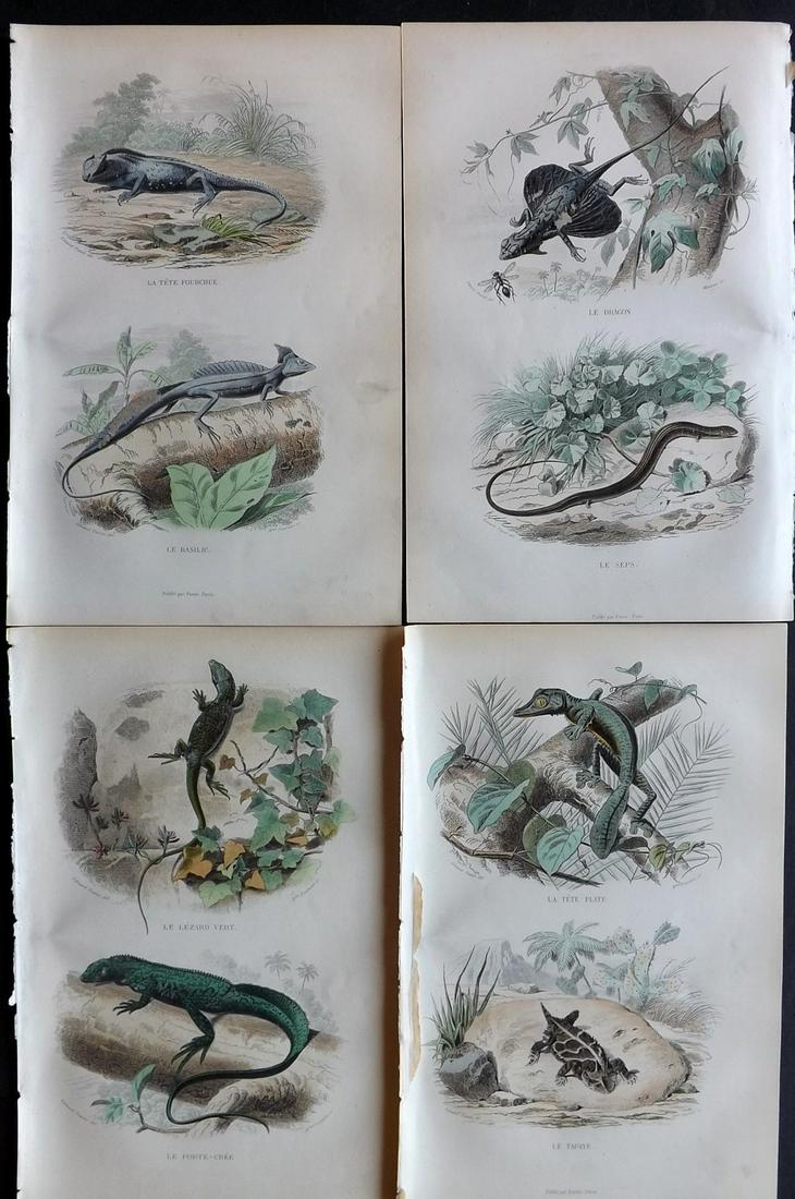Lacepede, Bernard 1860 Lot of 4 HCol Prints. Lizards (1 of 2)