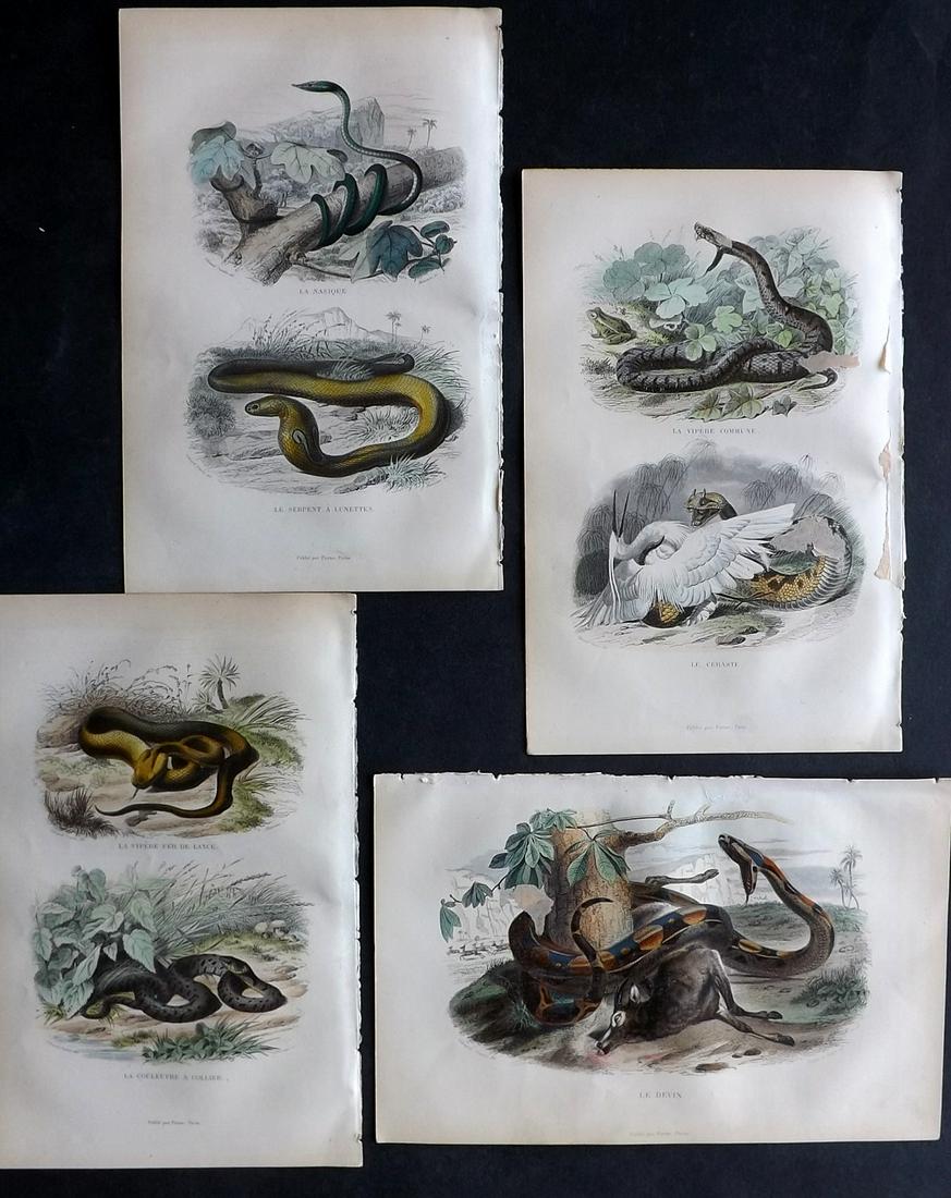 Lacepede, Bernard 1860 Lot of 4 HCol Prints. Snakes (1 of 2)