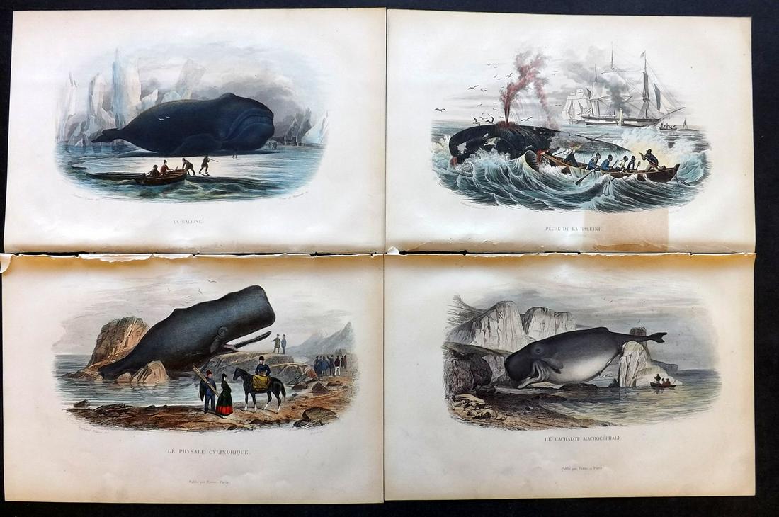 Lacepede, Bernard 1860 Lot of 4 HCol Prints. Whales (1 of 2)