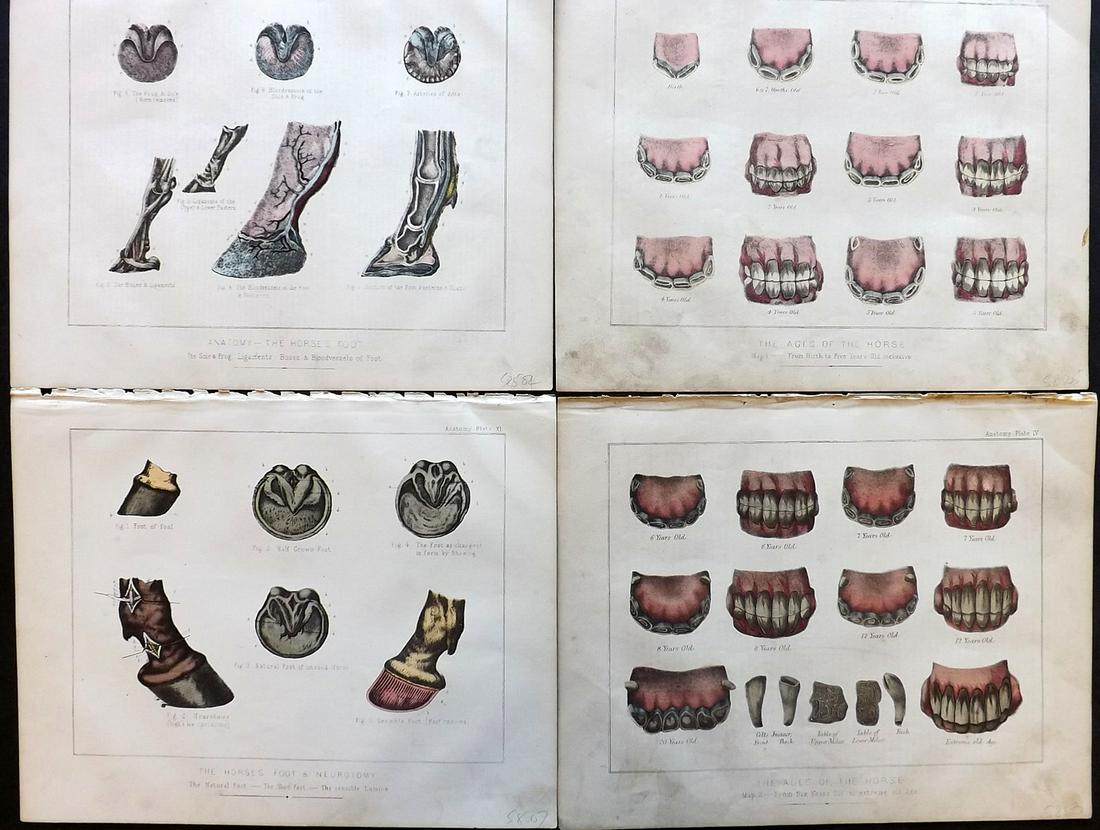 Miles, W. J. C1870 Lot of 4 HCol Horse Anatomy Prints (1 of 2)