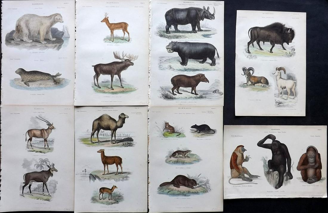 Richardson, John 1862 Lot of 8 Hand Col Animal Prints: Steel Engravings/Etchings Published 1859-62 by William Mackenzie, Edinburgh & London for "The Museum of Natural History" by John Richardson. Paper Size: 10.5 x 7 inch (27 x 18cm) Good Condition