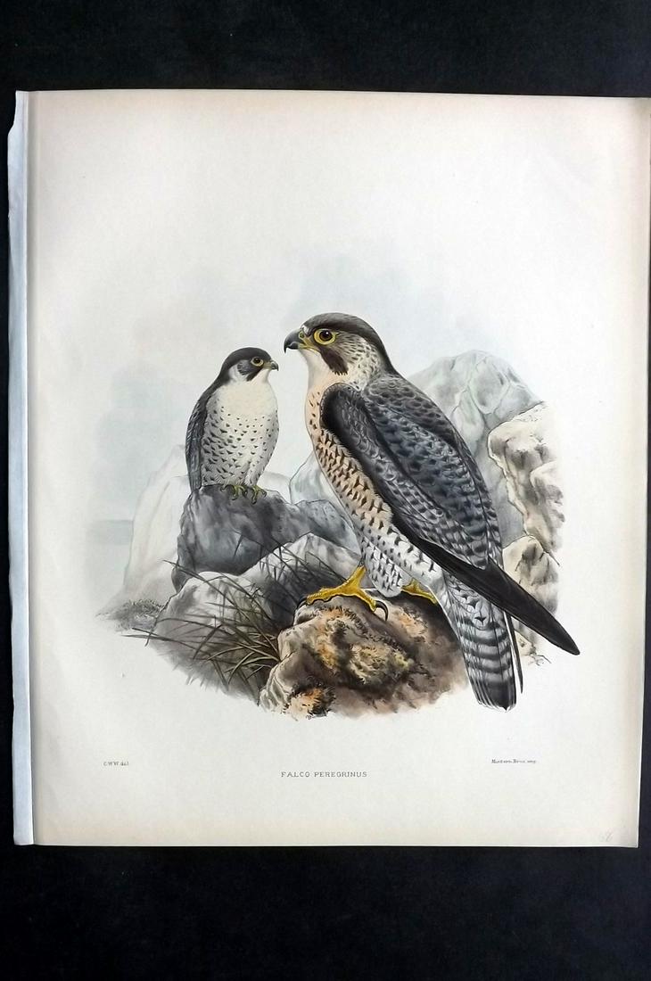 Wyatt, Claude 1894 Folio HC Bird Print Peregrine Falcon (1 of 2)