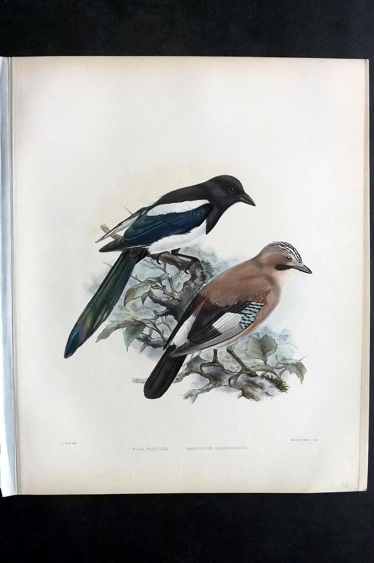 Wyatt, Claude 1894 Folio HC Bird Print. Magpie, Jay: Folio Lithograph Published 1894-99, London for "British Birds" by Claude Wyatt. Fine hand colour as issued - Coloured by the daughters of prominent Ornithologist Richard Bowdler Sharpe, and described 
