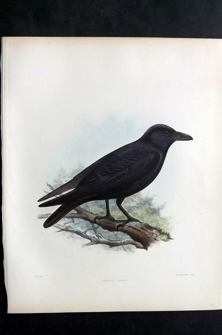 Wyatt, Claude 1894 Folio HC Bird Print. Raven (1 of 2)