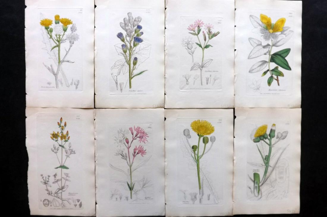 Sowerby, James C1840 Lot of 8 Part HCol Botanical Print: Partial Hand Colored Etchings only (As issued) Published London, 1832-46 for "English Botany; or, Coloured Figures of British Plants…" Second Edition by James Sowerby and Edward Smith. Paper Size: 9