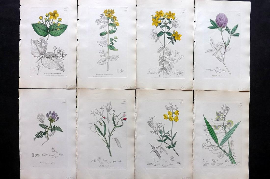 Sowerby, James C1840 Lot of 8 Part HCol Botanical Print: Partial Hand Colored Etchings only (As issued) Published London, 1832-46 for "English Botany; or, Coloured Figures of British Plants…" Second Edition by James Sowerby and Edward Smith. Paper Size: 9