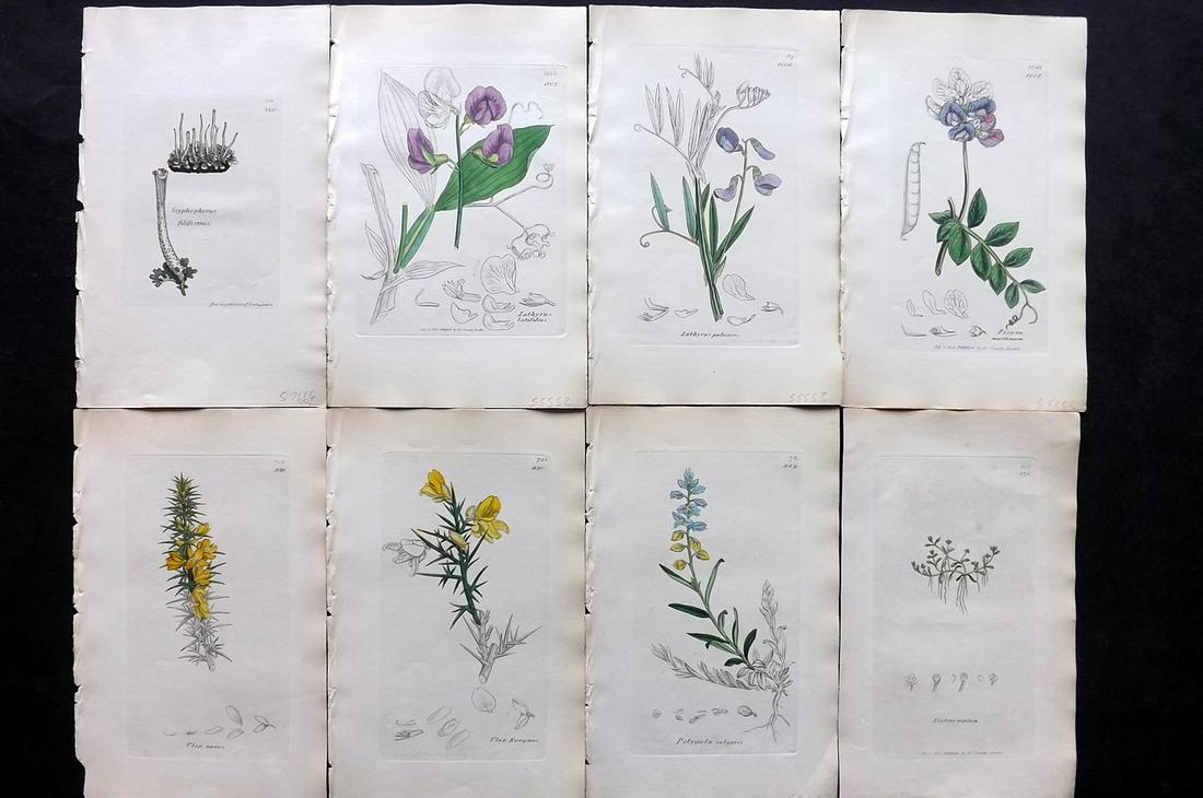 Sowerby, James C1840 Lot of 8 Part HCol Botanical Print: Partial Hand Colored Etchings only (As issued) Published London, 1832-46 for "English Botany; or, Coloured Figures of British Plants…" Second Edition by James Sowerby and Edward Smith. Paper Size: 9