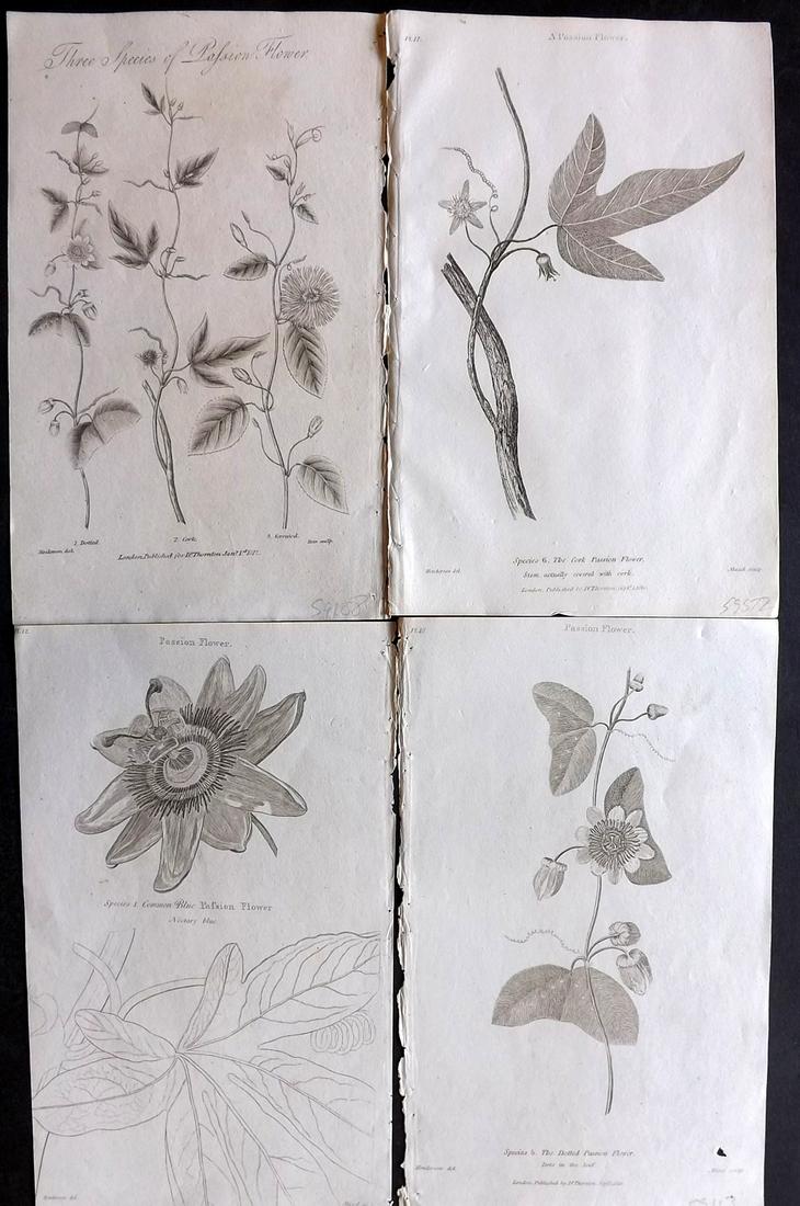 Thornton, Robert 1812 Lot of 4 Passion Flowers (1 of 2)