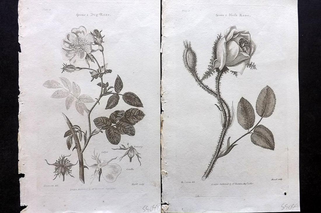 Thornton, Robert 1812 Pair of Botanical Prints. Roses (1 of 2)