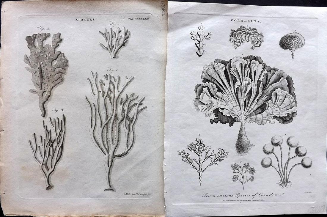 Coral, Sponges C1800 Pair of Prints by Wilkes etc (1 of 2)