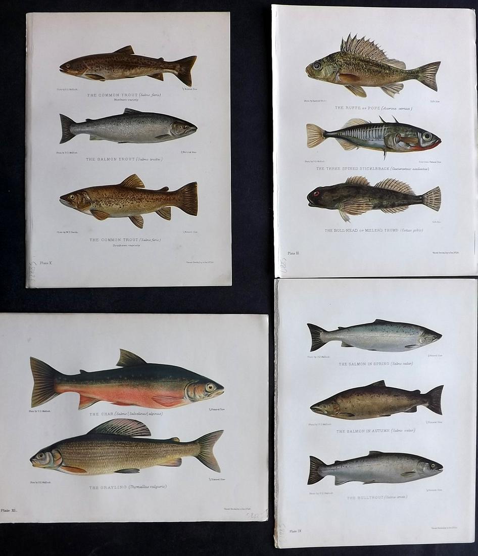 Maxwell, Herbert 1904 Lot of 4 Fish Prints. Salmon etc (1 of 2)