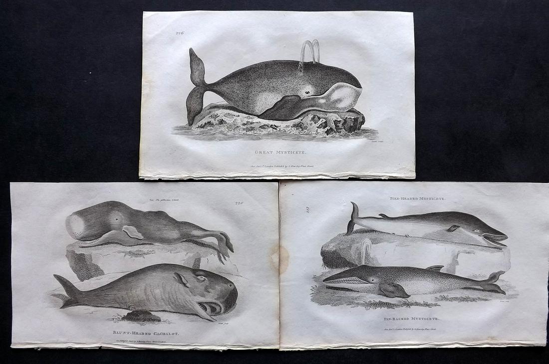 Shaw, George 1800 Lot of 3 Antique Prints. Whales (1 of 2)