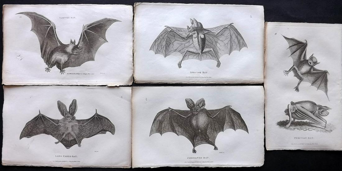 Shaw, George 1800 Lot of 5 Antique Prints. Bats (1 of 2)