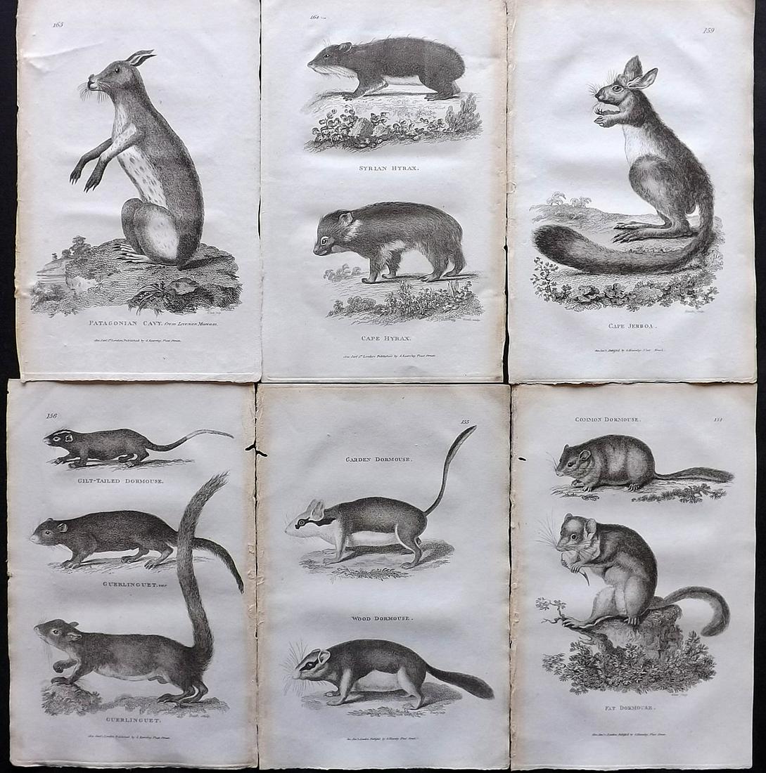 Shaw, George 1800 Lot of 6 Antique Prints. Rodents: Copper Plates Published 1800-26 by G.Kearsley, London for "General Zoology or Systematic Natural History" by George Shaw. Paper Size: 9 x 6 inch (23 x 15cm) Good Condition