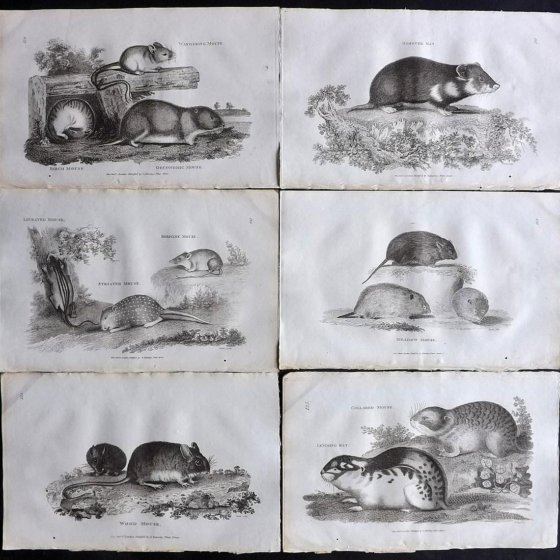 Shaw, George 1800 Lot of 6 Antique Prints. Rodents: Copper Plates Published 1800-26 by G.Kearsley, London for "General Zoology or Systematic Natural History" by George Shaw. Paper Size: 9 x 6 inch (23 x 15cm) Good Condition