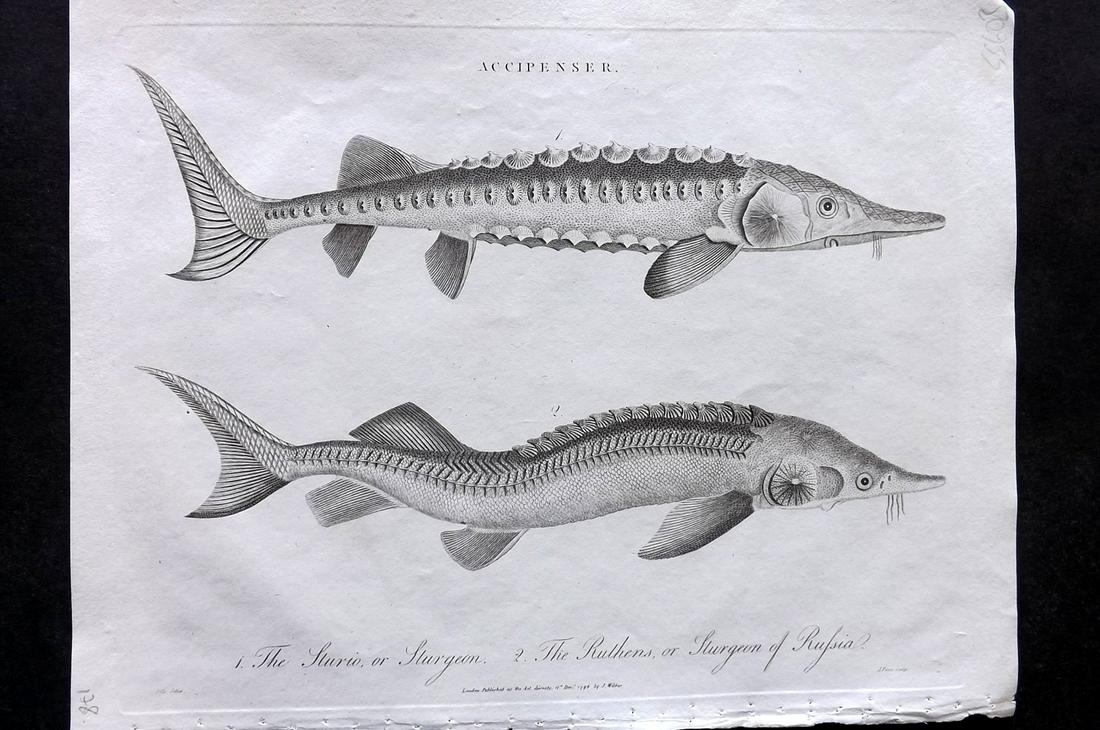 Wilkes, John C1810 Fish Print. Sturgeon of Russia (1 of 2)
