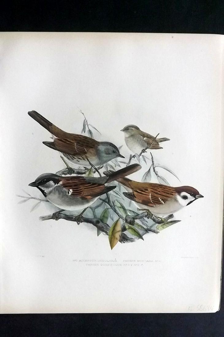 Wyatt, Claude 1894 Folio HC Bird Print. Sparrows (1 of 2)