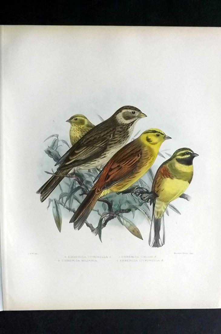 Wyatt, Claude 1894 Bird Print. Bunting, Yellow Hammer (1 of 2)