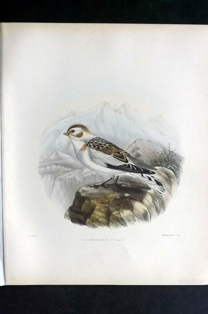 Wyatt, Claude 1894 Folio HC Bird Print. Snow Bunting (1 of 2)