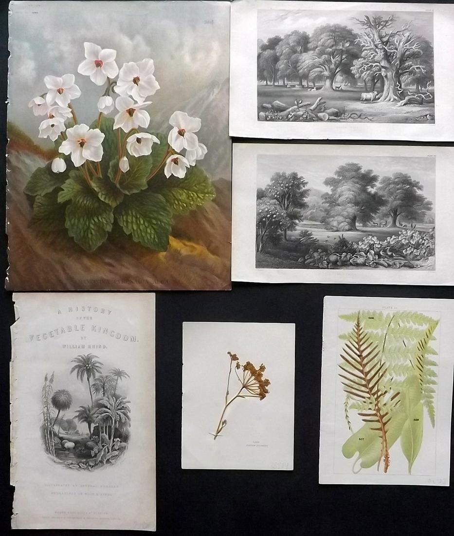 Botanical Prints 19th Cent. Mixed Lot of 6 (1 of 2)