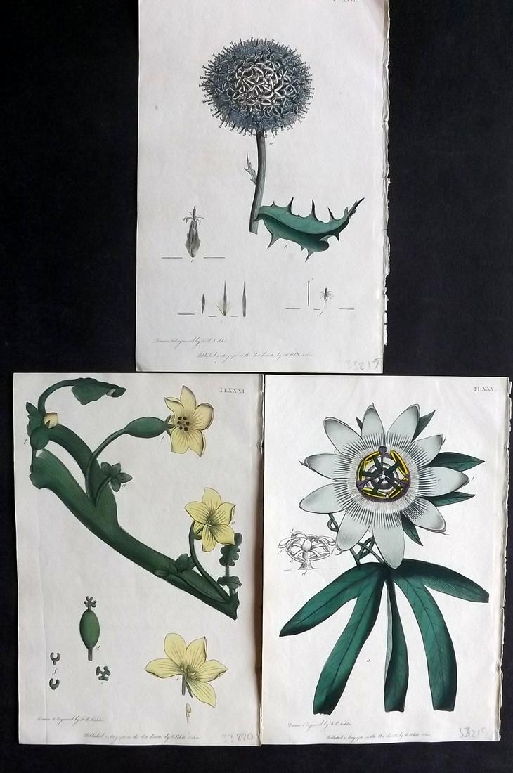 Martyn, Thomas 1799 Lot 3 HC Prints incl Passion Flower (1 of 2)