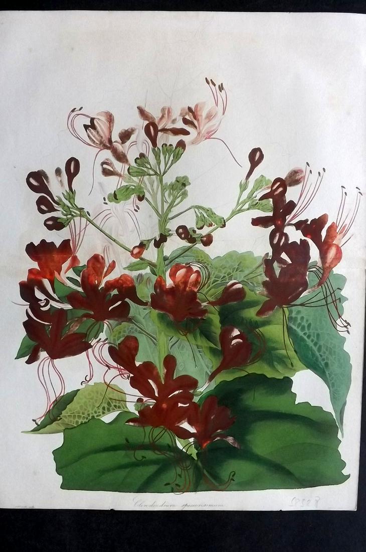 Paxton, Joseph 1835 Double Botanical. Clerodendrum: Hand Colored Etching Published 1834-49, London for "Paxton's Magazine of Botany" by Joseph Paxton. With accompanying descriptive text. Centre fold as published. Paper Size: 12 x 9 inch (31 x 23cm) Min