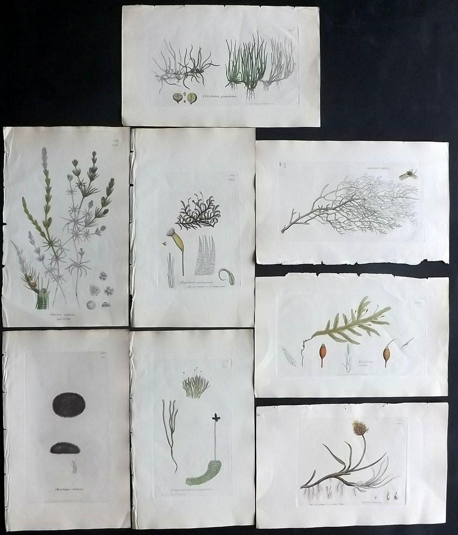 Sowerby, James C1840 Lot of 8 Part HCol Botanical Print: Partial Hand Colored Etchings only (As issued) Published London, 1832-46 for "English Botany; or, Coloured Figures of British Plants…" Second Edition by James Sowerby and Edward Smith. Paper Size: 9