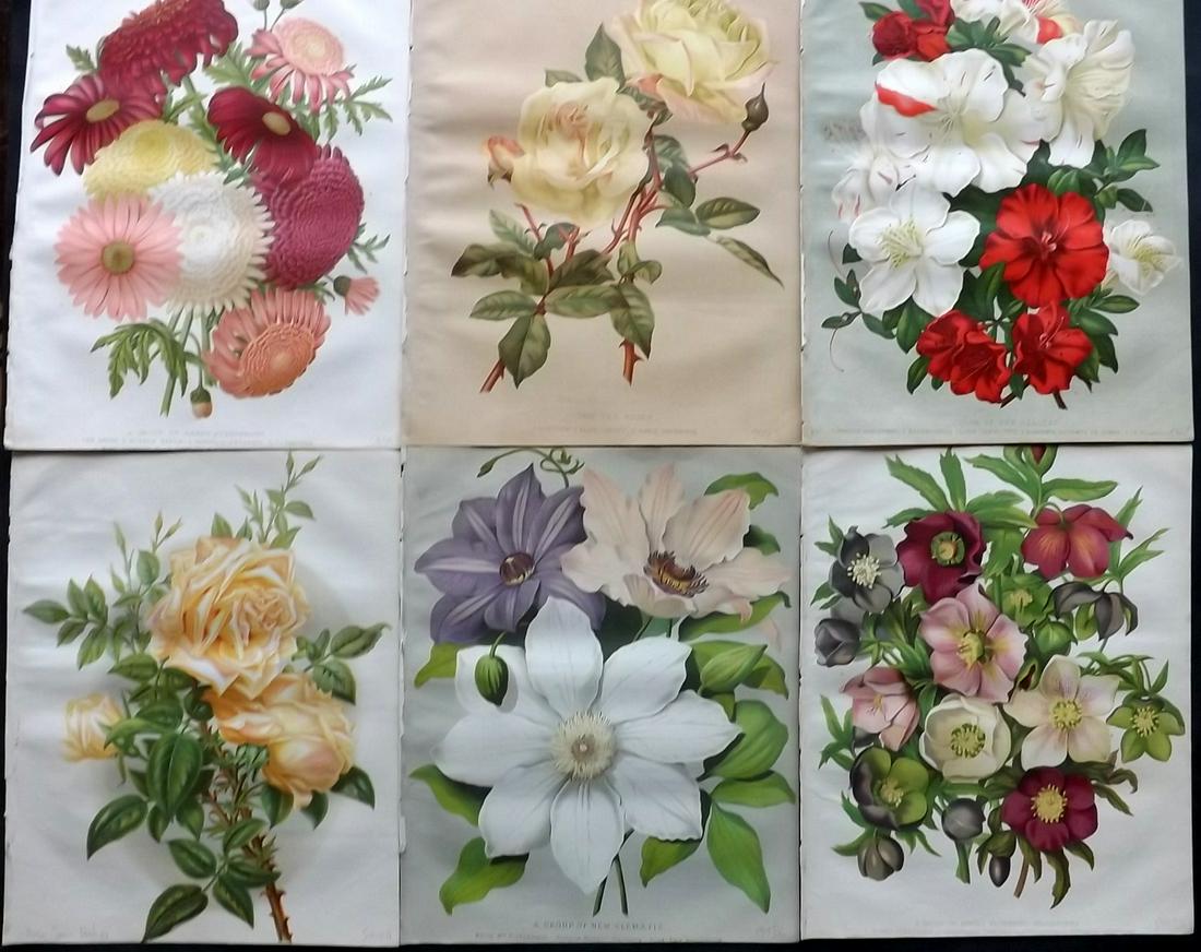 The Garden 1879 Lot of 6 Antique Botanical Prints: Chromolithographs Published 1872-1927, London for "The Garden. An Illustrated Weekly Journal of Horticulture in all its Branches" Edited by William Robinson and others. Paper Size: 11.5 x 9 inch (29 x