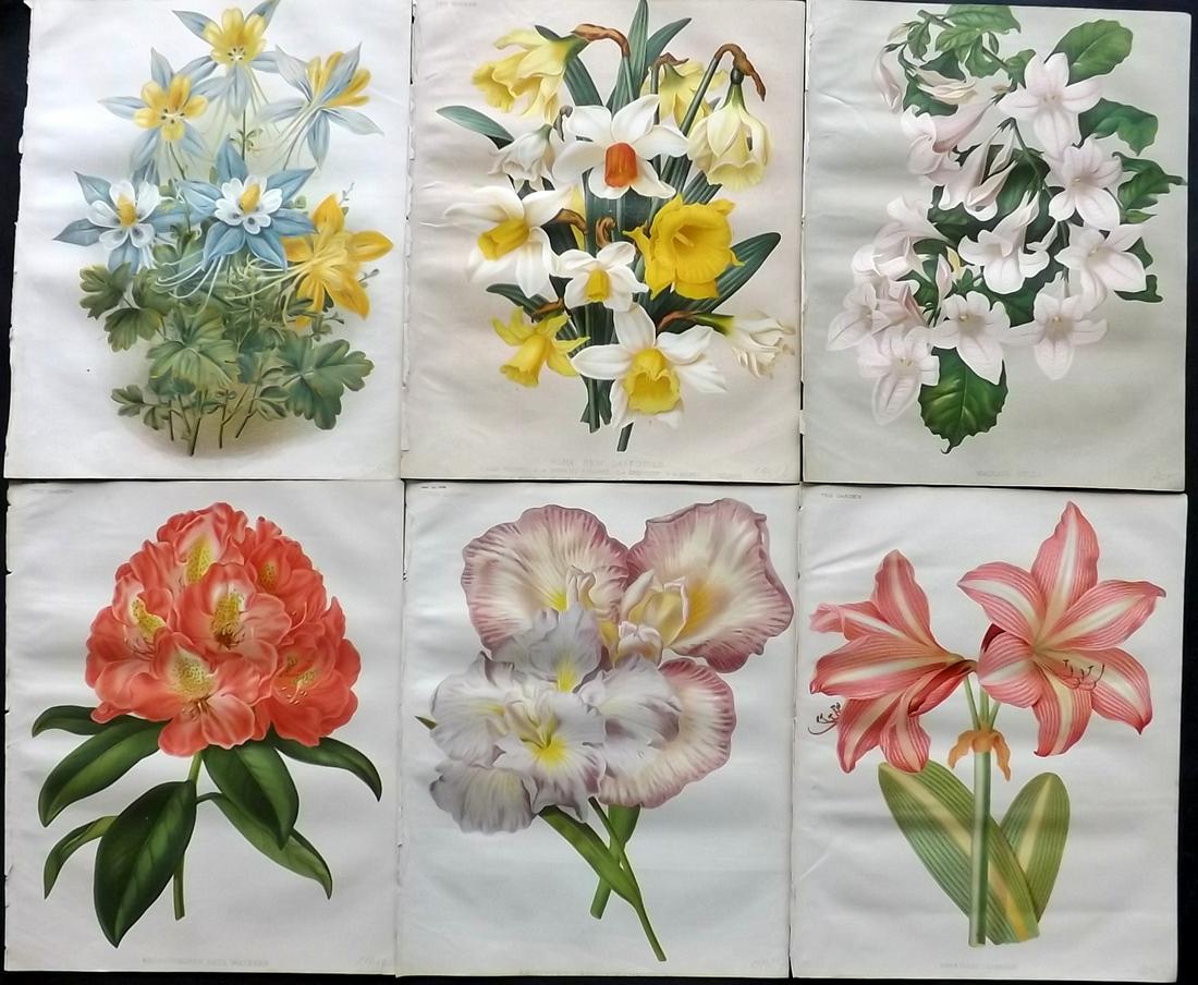 The Garden 1879 Lot of 6 Antique Botanical Prints: Chromolithographs Published 1872-1927, London for "The Garden. An Illustrated Weekly Journal of Horticulture in all its Branches" Edited by William Robinson and others. Paper Size: 11.5 x 9 inch (29 x