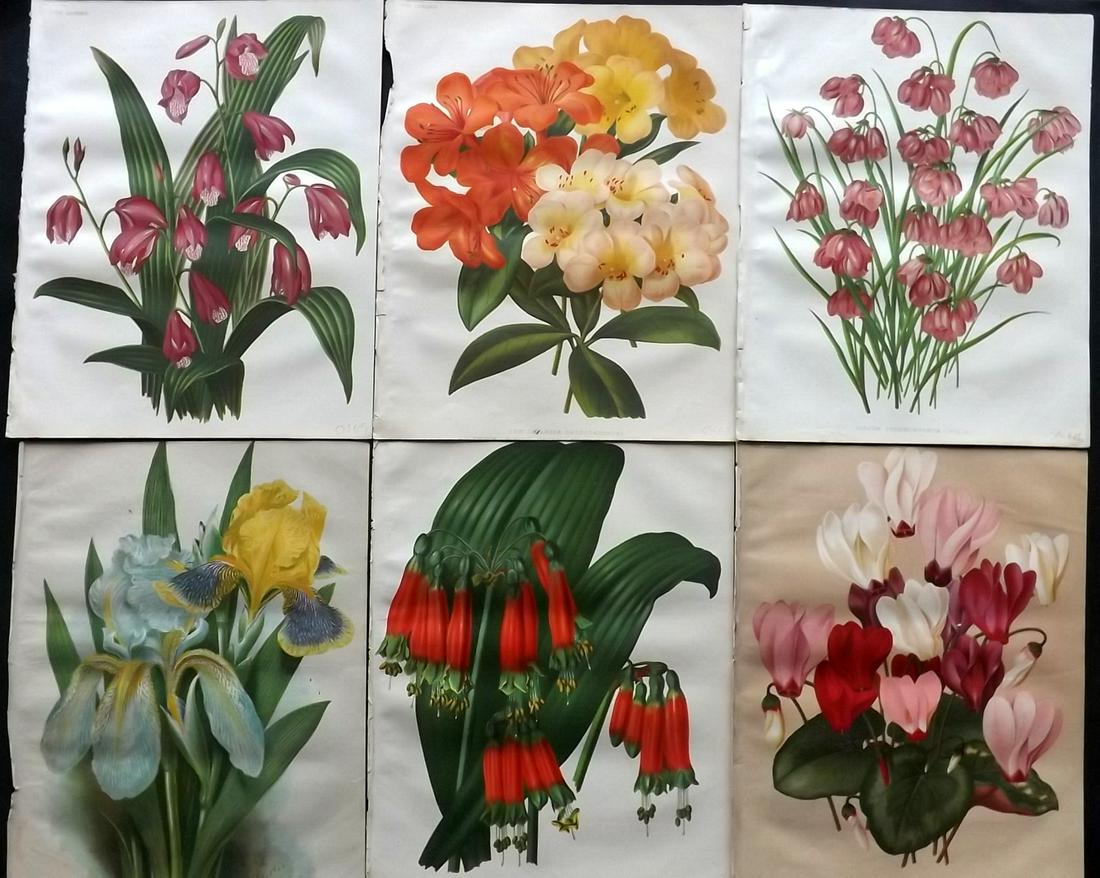 The Garden 1879 Lot of 6 Antique Botanical Prints: Chromolithographs Published 1872-1927, London for "The Garden. An Illustrated Weekly Journal of Horticulture in all its Branches" Edited by William Robinson and others. Paper Size: 11.5 x 9 inch (29 x