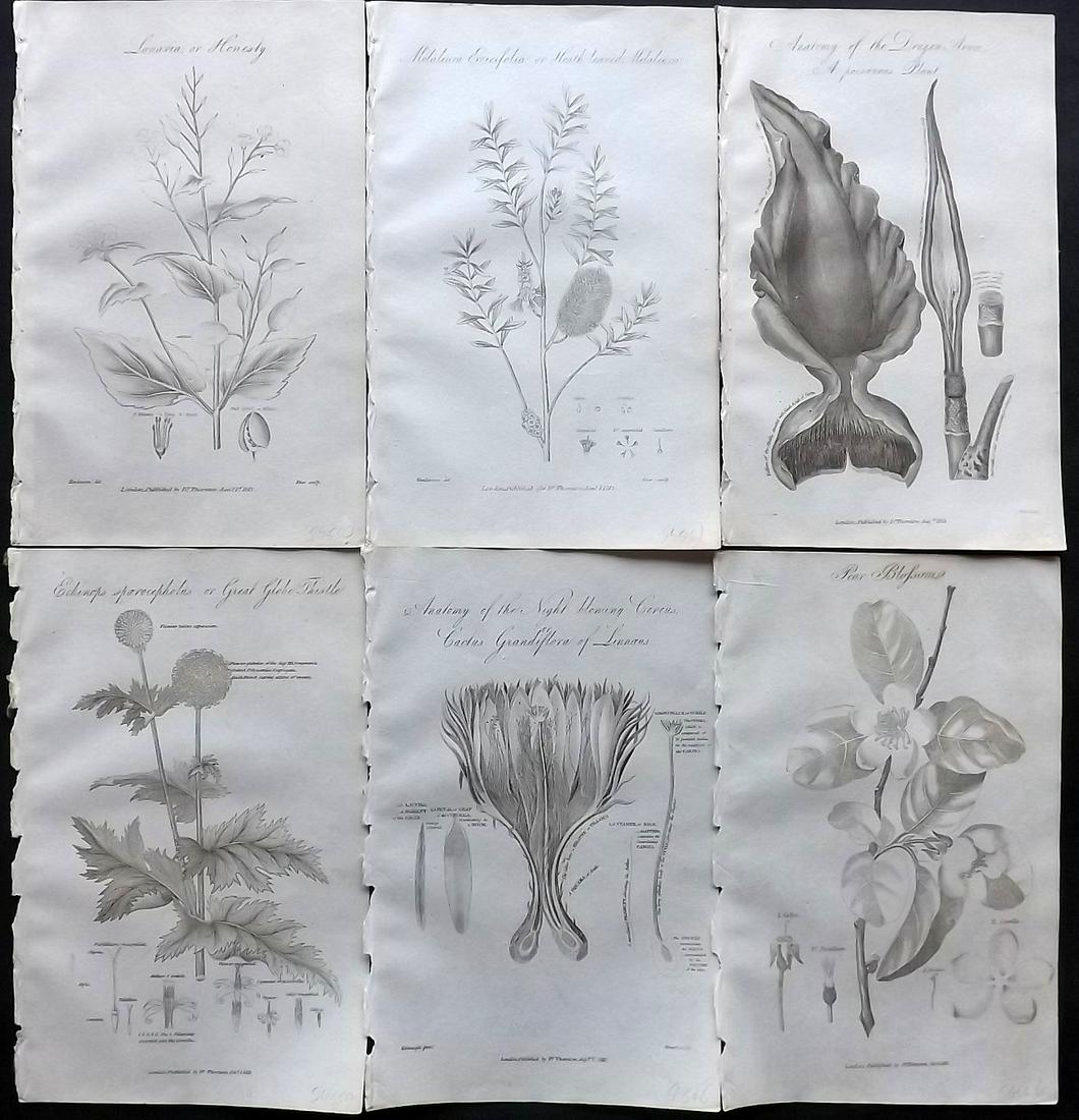 Thornton, Robert 1812 Lot of 6 Botanical Prints: Copper Plates Published 1812, London for "Elements of Botany" by Dr. Robert John Thonton. Paper Size: 9.5. x 6 inch (24 x 15cm) Good Condition