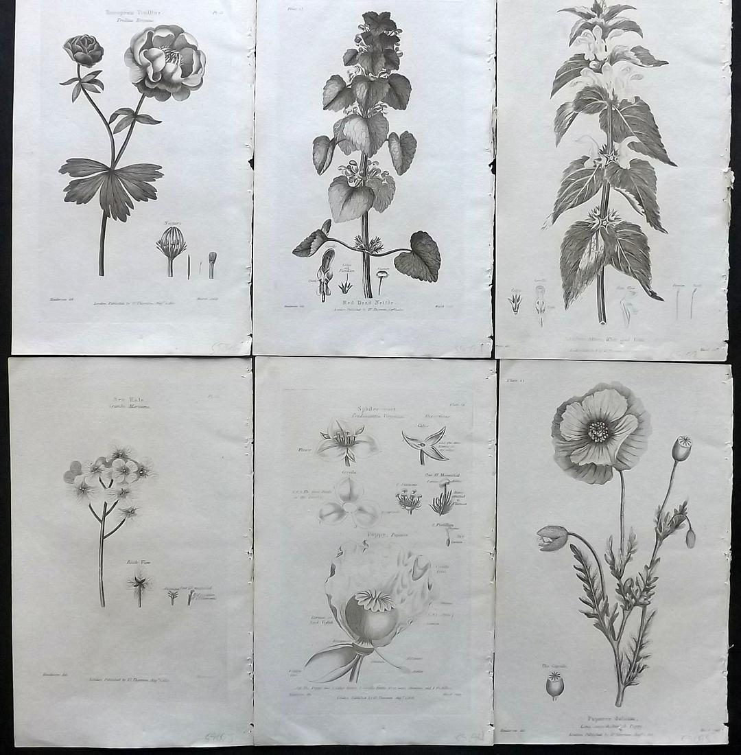 Thornton, Robert 1812 Lot of 6 Botanical Prints: Copper Plates Published 1812, London for "Elements of Botany" by Dr. Robert John Thonton. Paper Size: 9.5. x 6 inch (24 x 15cm) Good Condition